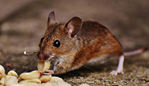 24 Hour & Emergency Exterminators in Shillington, PA
